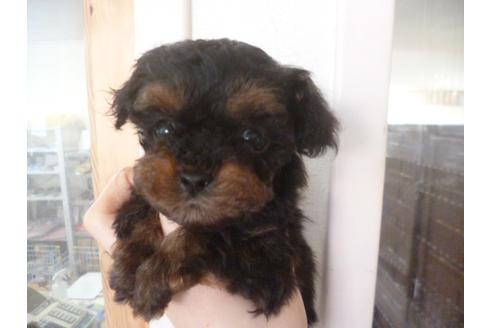 成約済の福岡県のトイプードル-28317の1枚目