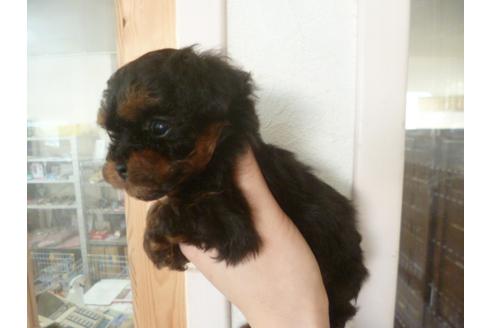成約済の福岡県のトイプードル-28317の3枚目