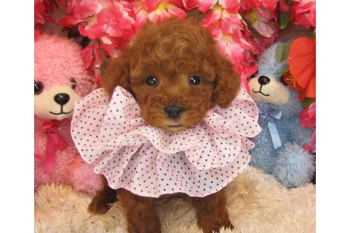 成約済の茨城県のトイプードル-28323の1枚目