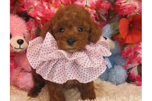 成約済の茨城県のトイプードル-28323の3枚目