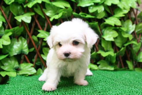 成約済の京都府のマルチーズ-27669の3枚目