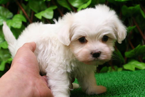 成約済の京都府のマルチーズ-27669の2枚目