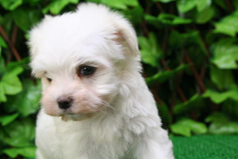 成約済の京都府のマルチーズ-27669の1枚目