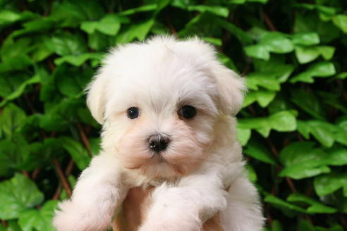 成約済の京都府のマルチーズ-27670の3枚目