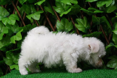 成約済の京都府のマルチーズ-27670の2枚目