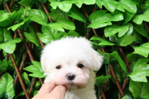 成約済の京都府のマルチーズ-27670の1枚目