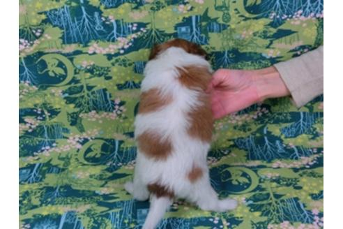 成約済の千葉県のパピヨン-28334の3枚目