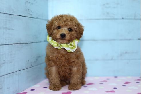 成約済の大分県のトイプードル-27078の3枚目