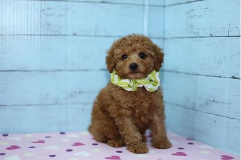 成約済の大分県のトイプードル-27078の4枚目