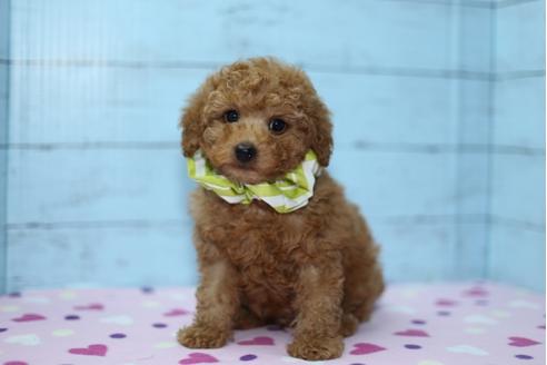 成約済の大分県のトイプードル-27078の1枚目