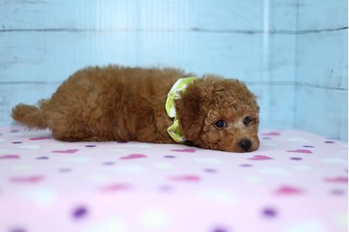 成約済の大分県のトイプードル-27078の2枚目