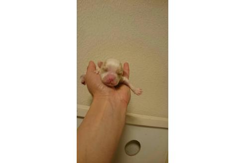 成約済の山口県のチワプー:チワワ×トイプードル-28343の1枚目