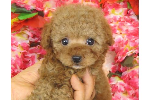 成約済の茨城県のトイプードル-28344の1枚目