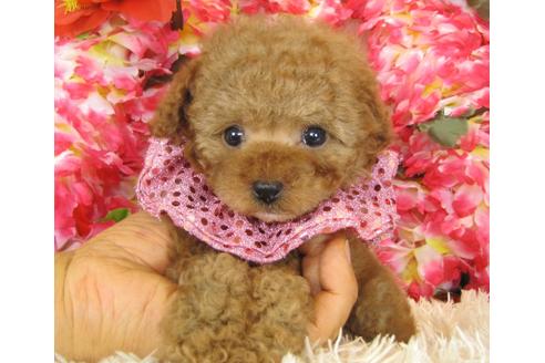 成約済の茨城県のトイプードル-28344の4枚目