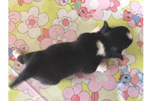 成約済の大阪府のチワワ(ロングコート)-28347の2枚目