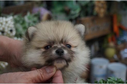 成約済の京都府のポメラニアン-28358の3枚目