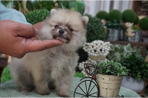 成約済の京都府のポメラニアン-28358の1枚目