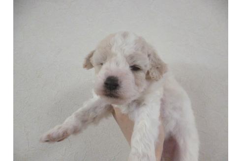 成約済の福岡県のビションフリーゼ-28365の1枚目