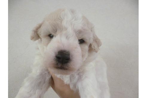 成約済の福岡県のビションフリーゼ-28365の2枚目