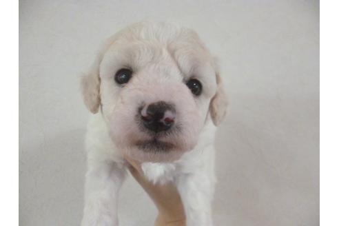 成約済の福岡県のビションフリーゼ-28366の1枚目