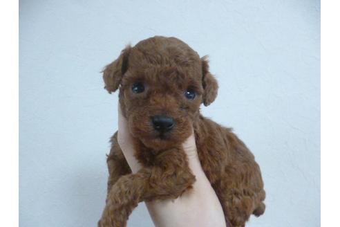 成約済の福岡県のトイプードル-28367の1枚目