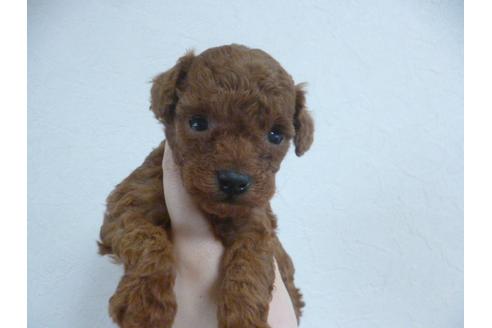 成約済の福岡県のトイプードル-28367の2枚目