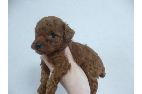 成約済の福岡県のトイプードル-28367の3枚目