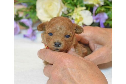 成約済の埼玉県のトイプードル-27729の3枚目