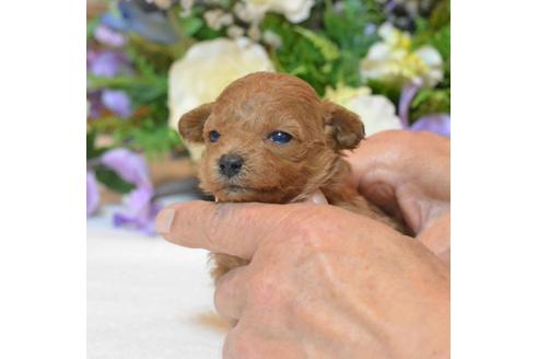 成約済の埼玉県のトイプードル-27729の4枚目