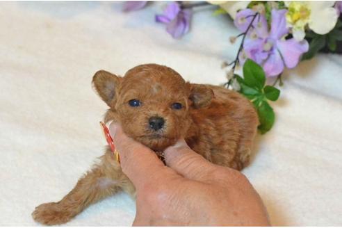 成約済の埼玉県のトイプードル-27729の2枚目
