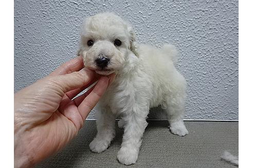 成約済の大阪府のトイプードル-28393の2枚目