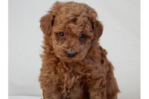 成約済の北海道のトイプードル-28396の1枚目