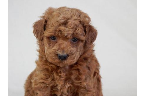 成約済の北海道のトイプードル-28396の2枚目