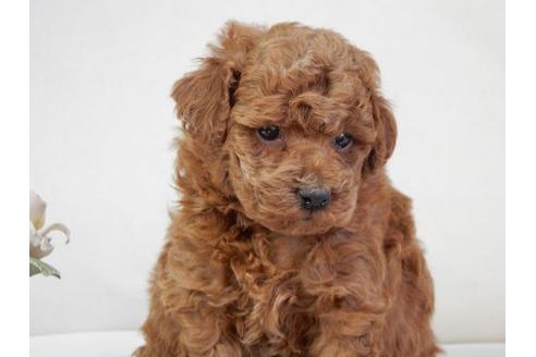 成約済の北海道のトイプードル-28396の3枚目