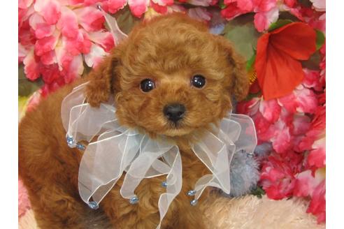 成約済の茨城県のトイプードル-28400の1枚目