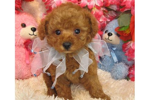 成約済の茨城県のトイプードル-28400の2枚目