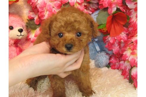 成約済の茨城県のトイプードル-28400の3枚目