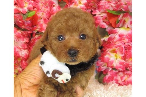 成約済の茨城県のトイプードル-28401の1枚目