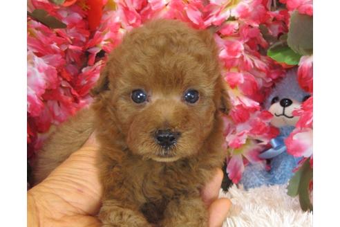 成約済の茨城県のトイプードル-28401の2枚目