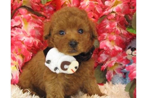 成約済の茨城県のトイプードル-28401の3枚目