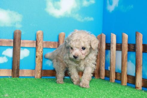 成約済の滋賀県のトイプードル-28411の2枚目