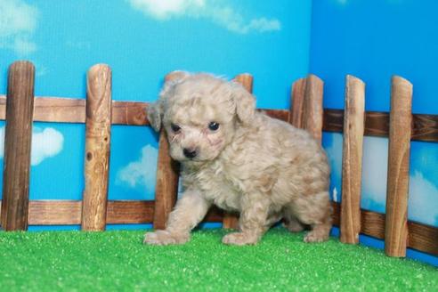 成約済の滋賀県のトイプードル-28411の1枚目