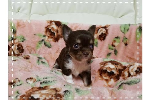 成約済の長崎県のチワワ(ロングコート)-28439の2枚目