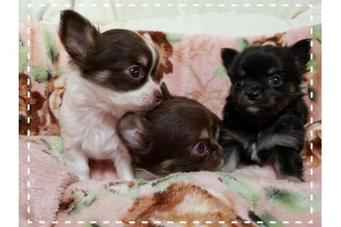 成約済の長崎県のチワワ(ロングコート)-28439の1枚目