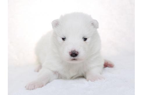 成約済の栃木県のサモエド-28438の1枚目