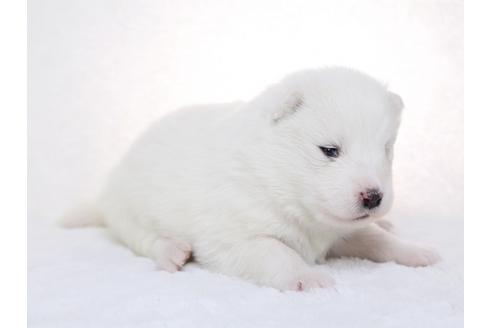 成約済の栃木県のサモエド-28438の2枚目