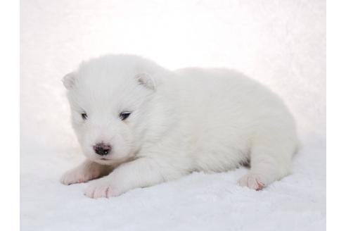 成約済の栃木県のサモエド-28438の3枚目