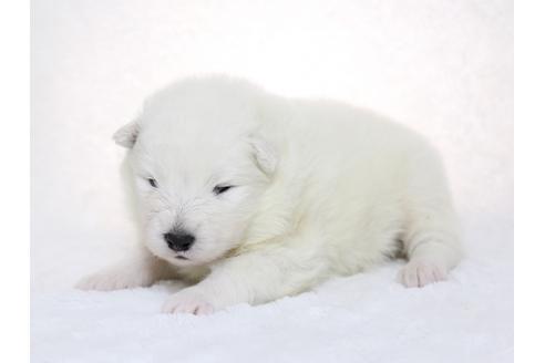 成約済の栃木県のサモエド-28440の2枚目