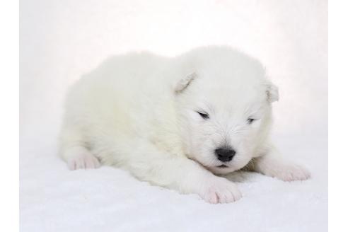 成約済の栃木県のサモエド-28440の3枚目