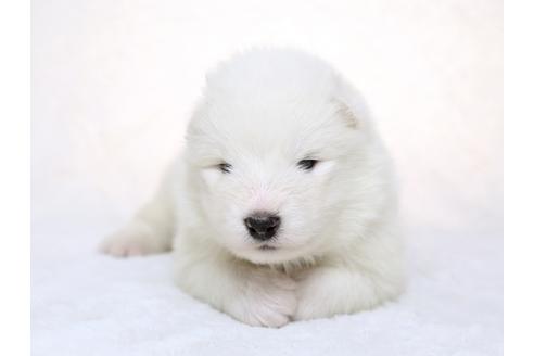 成約済の栃木県のサモエド-28441の3枚目